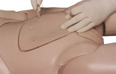 Manequim Adulto com Orgãos - Imagem 8