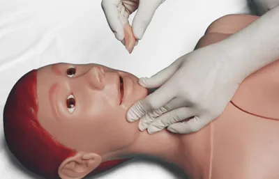 Manequim Adulto com Orgãos - Imagem 10