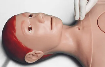 Manequim Adulto com Orgãos - Imagem 11