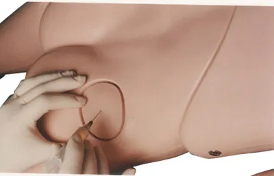 Manequim Adulto com Orgãos - Imagem 15