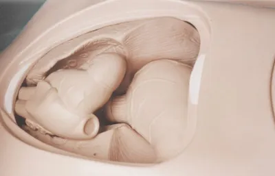 Manequim Adulto com Orgãos - Imagem 18