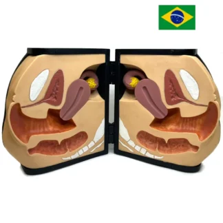 Simulador Pélvico de Treinamento Contraceptivo